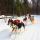 Illustration for article titled Where the Dogs Are: A Dogsledding Photo Diary